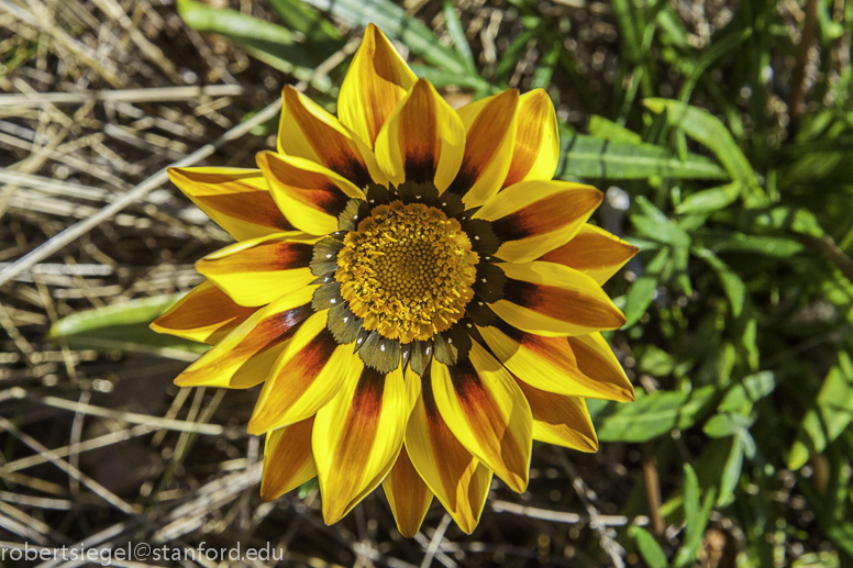 tasmania flower